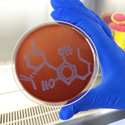 A gloved hand holds a petri dish with the CBD molecular structure drawn on the lid.